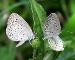 国产采精小蝴蝶,探寻自然之美与科技创新的完美融合
