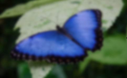 国产采精小蝴蝶,探寻自然之美与科技创新的完美融合