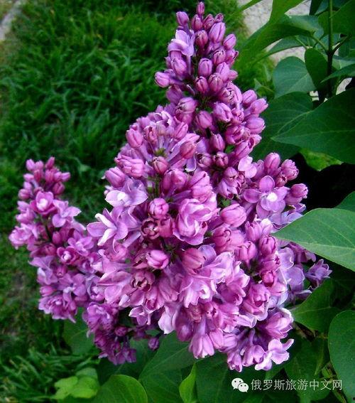 丁香六月激情国产